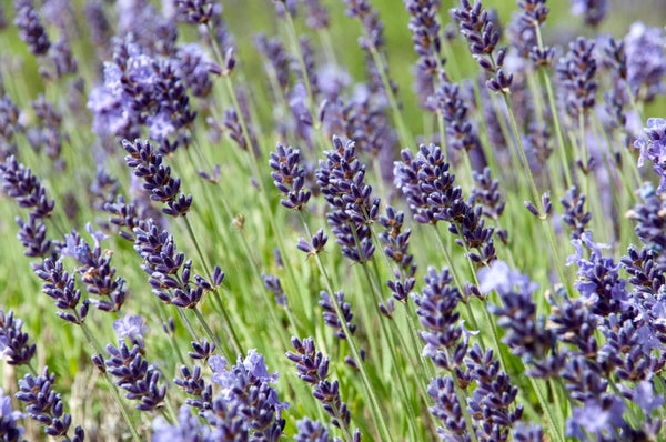 Spike Lavender Essential Oil – Herb Stop - Arizona's Herbal Store