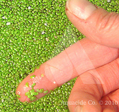 Duckweed Control