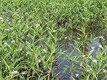 Aquatic Herbicides