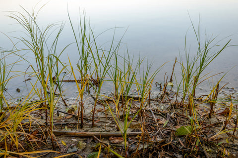 Pond Weeds Control