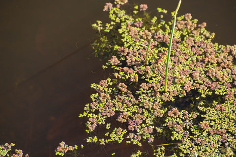 Duckweed Control