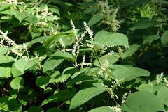 Japanese Knotweed