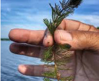 Eurasian Water Milfoil Control