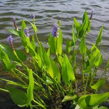 Pickerelweed