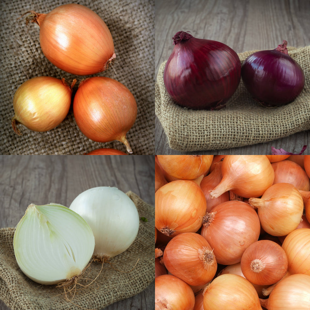 Onions: Pick of the Week
