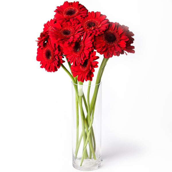 Flowers Gerberas Red | Harris Farm Online