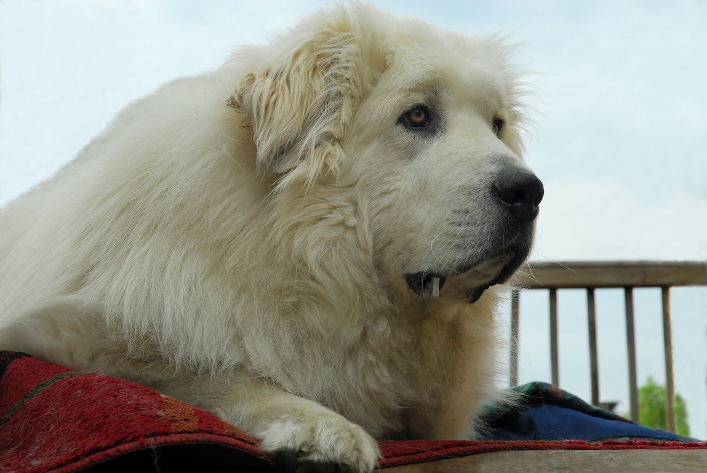 newfoundland dog bandana