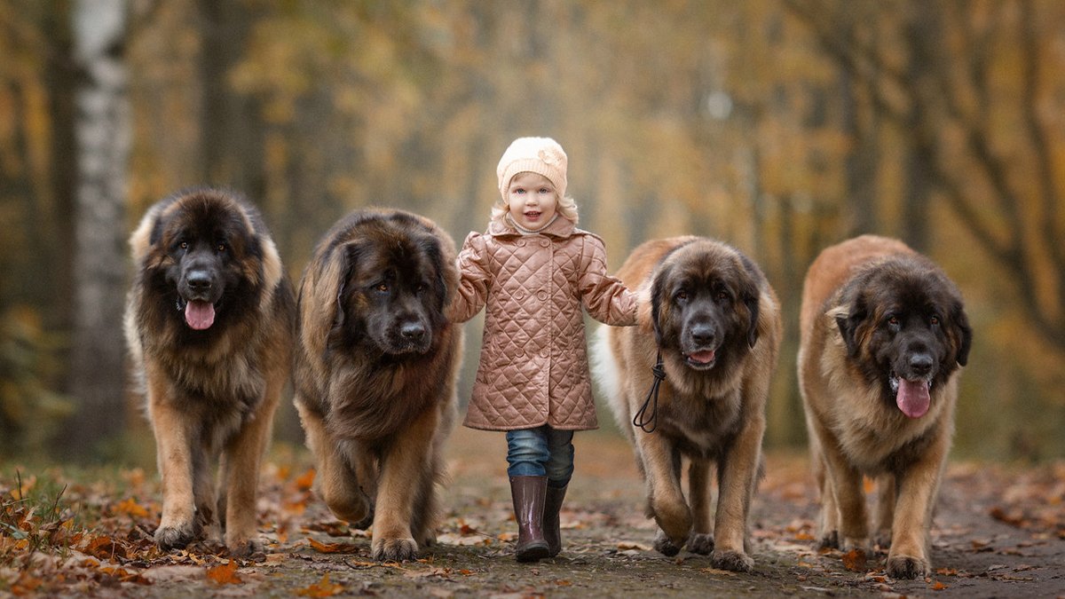 Big Gentle Dogs