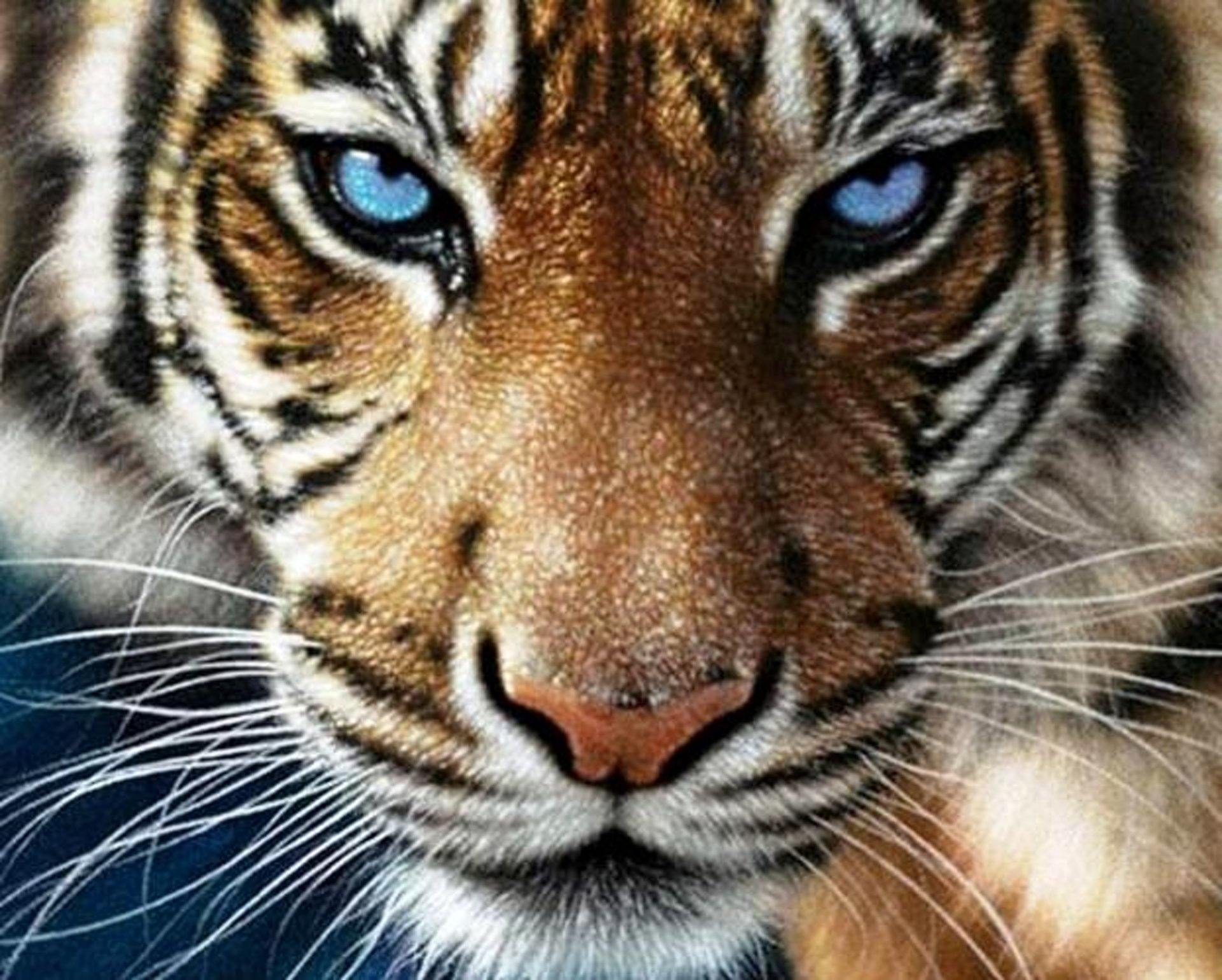 tiger with blue eyes