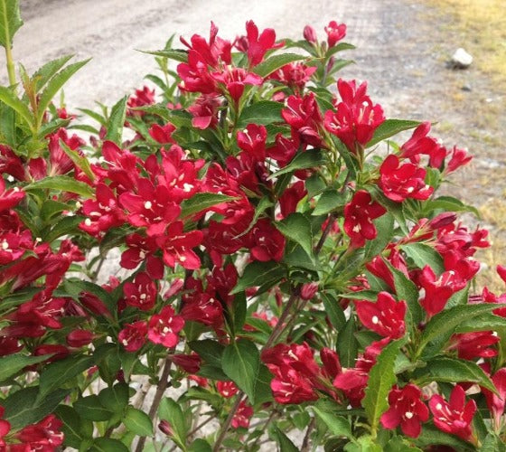 Image of Weigela florida 'Red Prince' bush