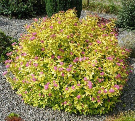 Goldmound Spirea Japonica New Life Nursery