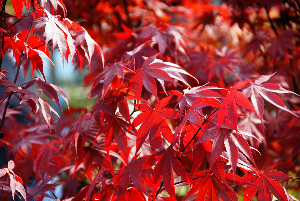 japanese red maple cost