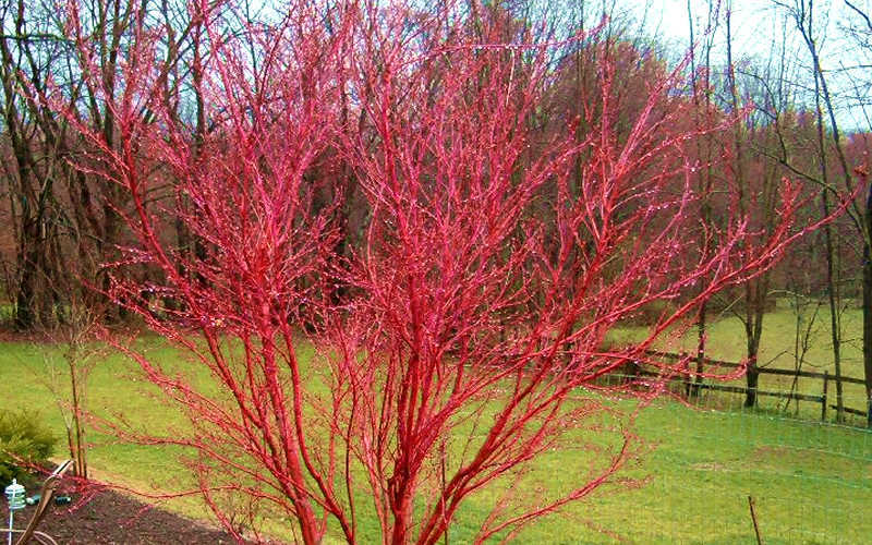 Sango Kaku Coral Bark Japanese Maple New Life Nursery