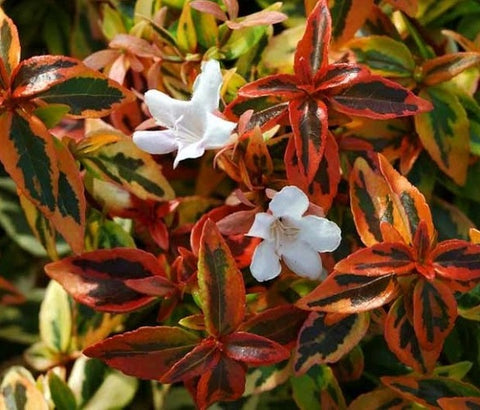 abelia kaleidoscope plant winter