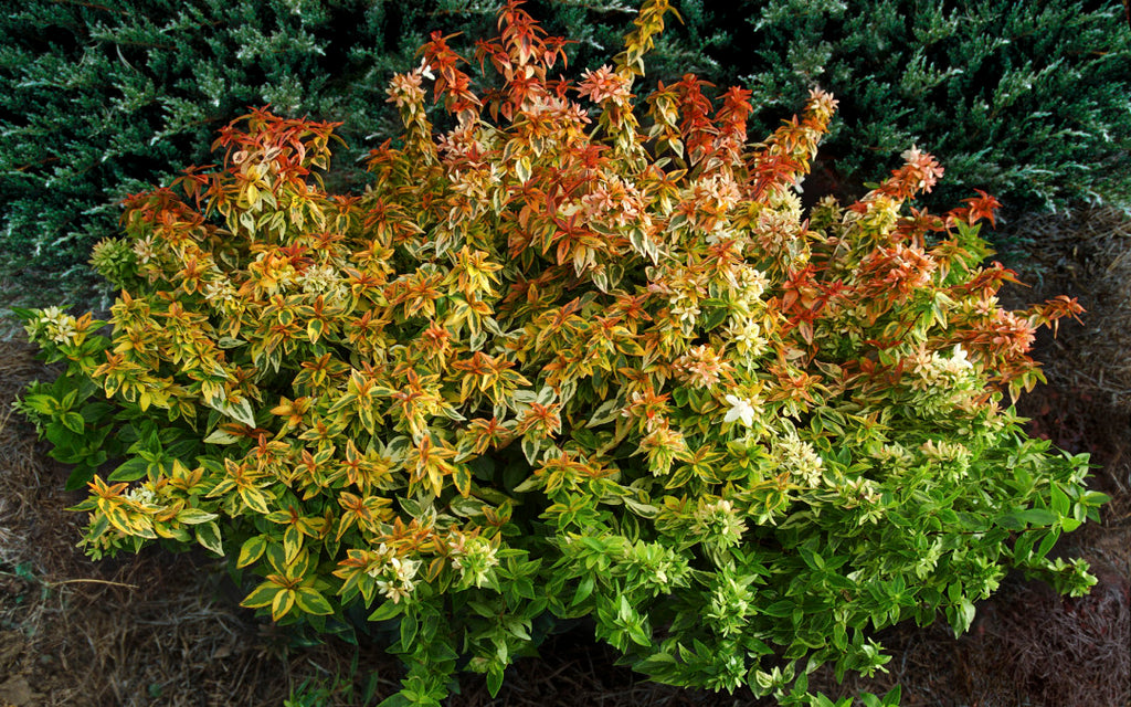 kaleidoscope abelia mulch