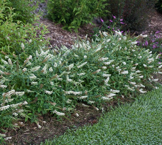 Image of White butterfly bush against a blue sky