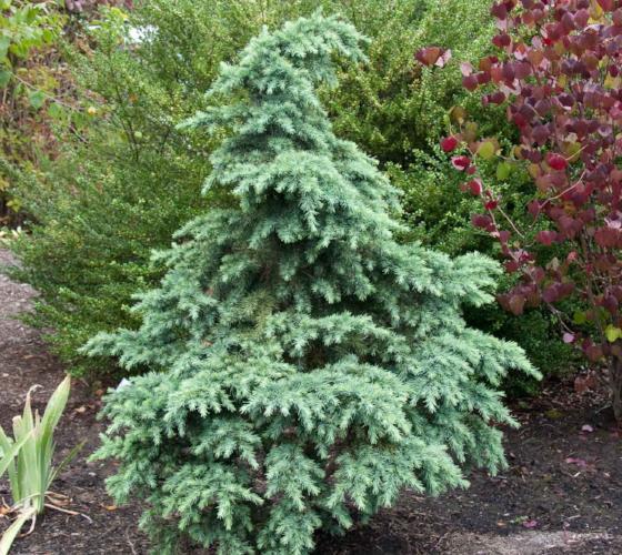 Divinely Blue Deodar Cedar