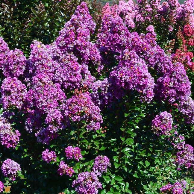 purple cow crape myrtle