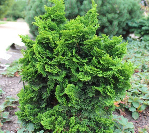Dwarf Hinoki Cypress ( nana gracilis ) | New Life Nursery