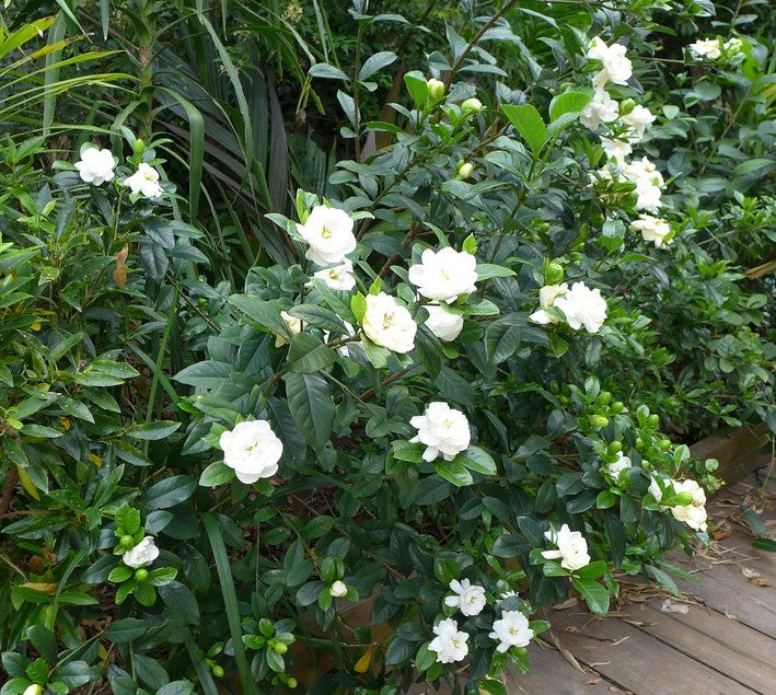 Veitchii Everblooming Gardenia | New Life Nursery