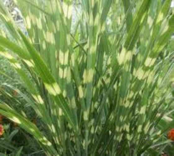 Zebra Grass ( miscanthus sinensis ) | New Life Nursery