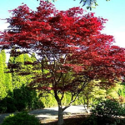 emperor one japanese maple