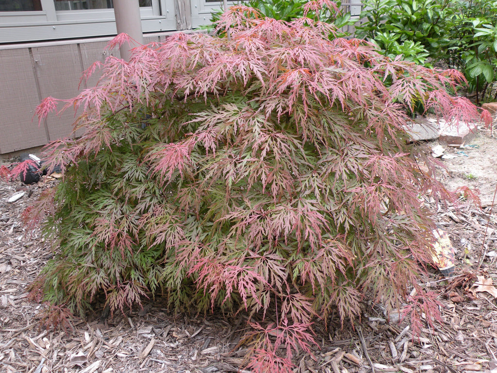 laceleaf red japanese maple