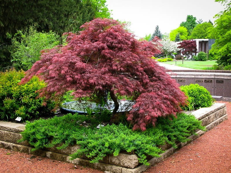 red dragon weeping japanese maple