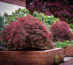 red dragon weeping japanese maple