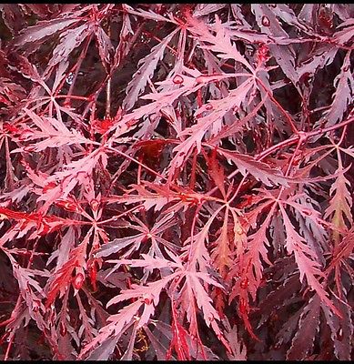 tamukeyama japanese maple sale