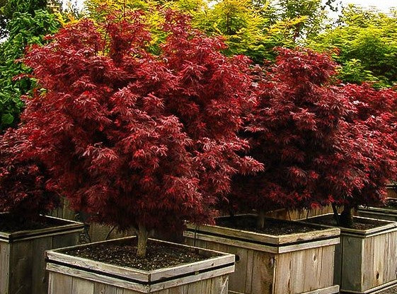 dwarf japanese maple zone 9