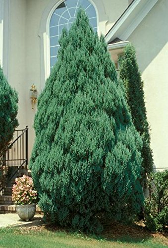 Blue Point Upright Juniper Tree | New Life Nursery