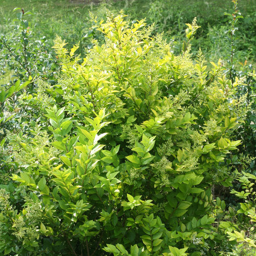 Golden Ticket® Privet Ligustrum | New Life Nursery