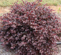 Image of Dwarf loropetalum (Loropetalum chinense 'Rubrum')