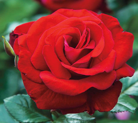 Drop Dead Red™ Floribunda Rose | Life Nursery