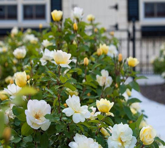 Sunny Knock Out® Rose | New Life Nursery