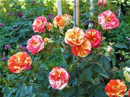 Oranges N Lemons Shrub Rose New Life Nursery