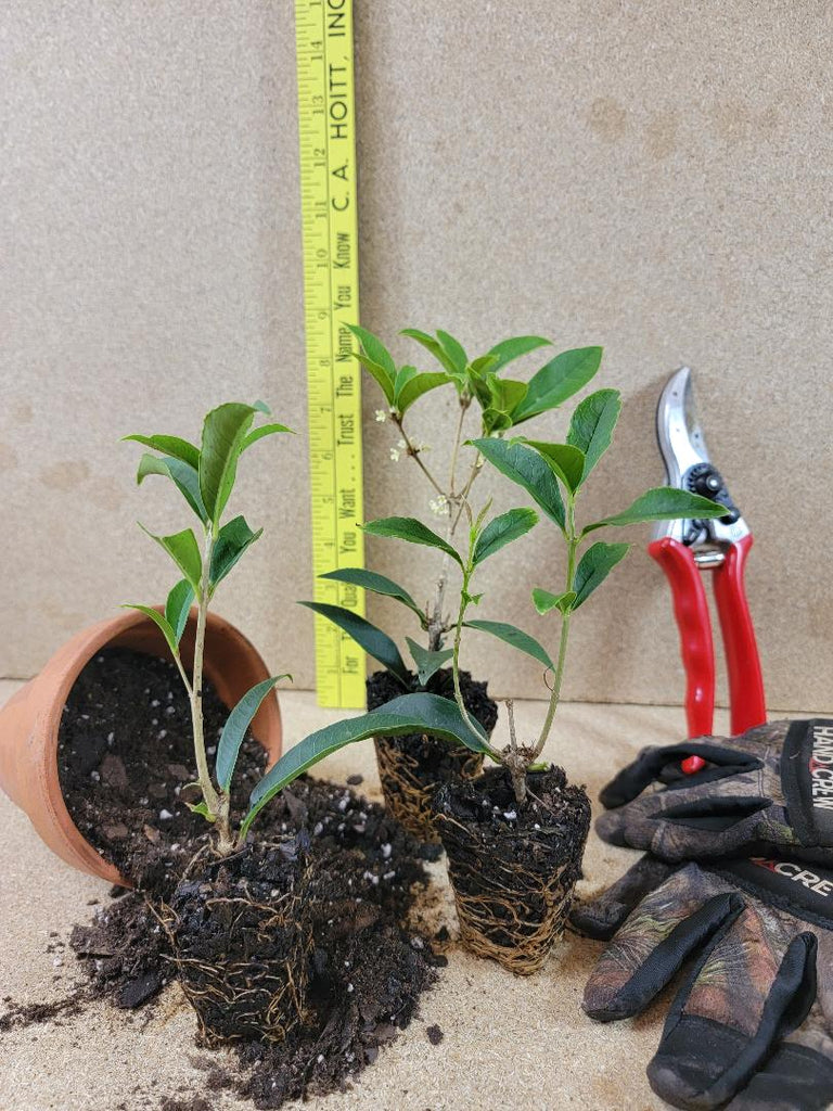 Fudingzhu Fragrant Tea Olive Osmanthus New Life Nursery 