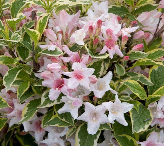 Variegated Dwarf Weigela ( florida variegata ) | New Life Nursery