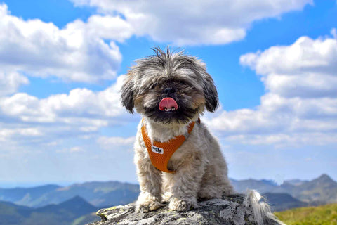 Chien qui tire toujours en laisse