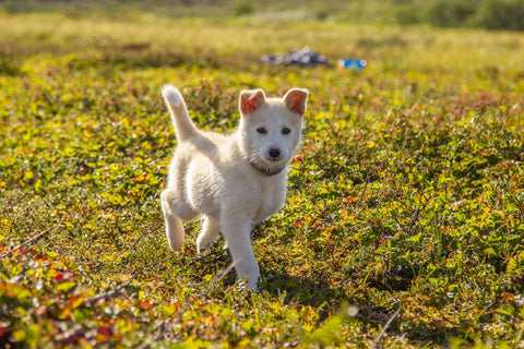 TOP 3 des exercices pour marcher en laisse avec son chien