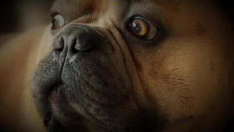 calmer son chien rapidement