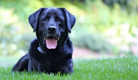 chien qui halète à cause de la chaleur