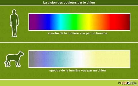 spectre des couleurs de la vue du chien