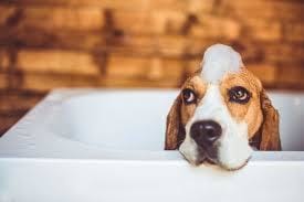 chien dans son bain