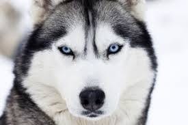 husky - chien nordique- choisir son chien