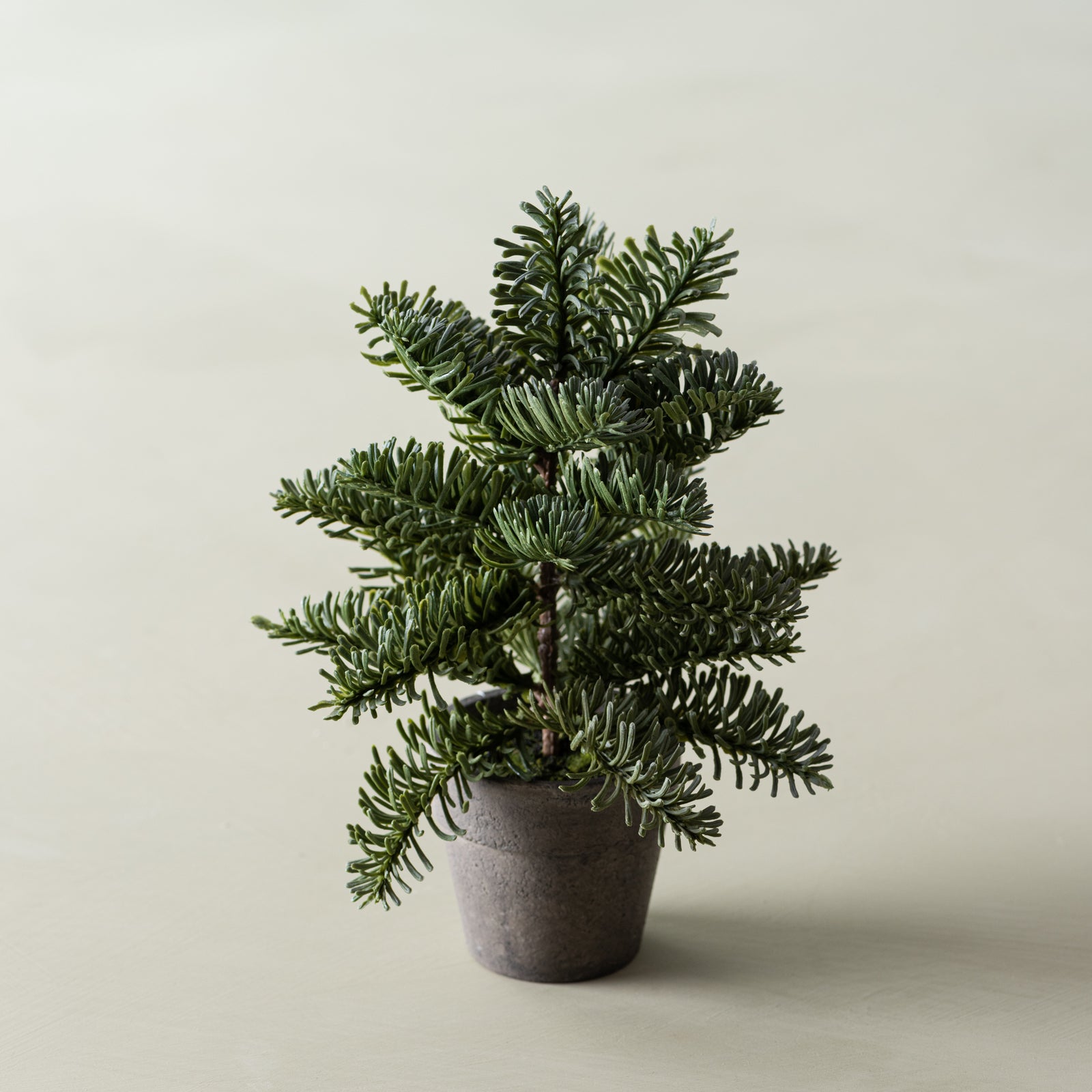 Potted Mini Noble Pine Tree