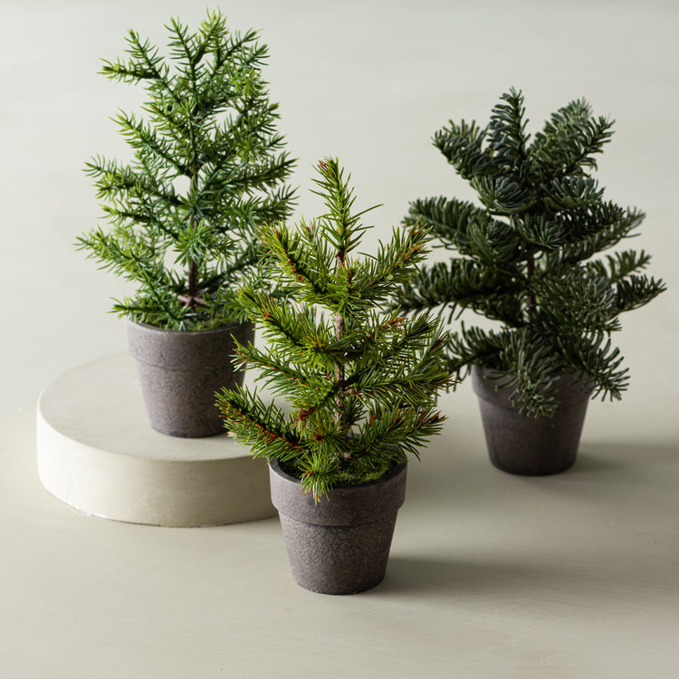 Potted Mini Noble Pine Tree