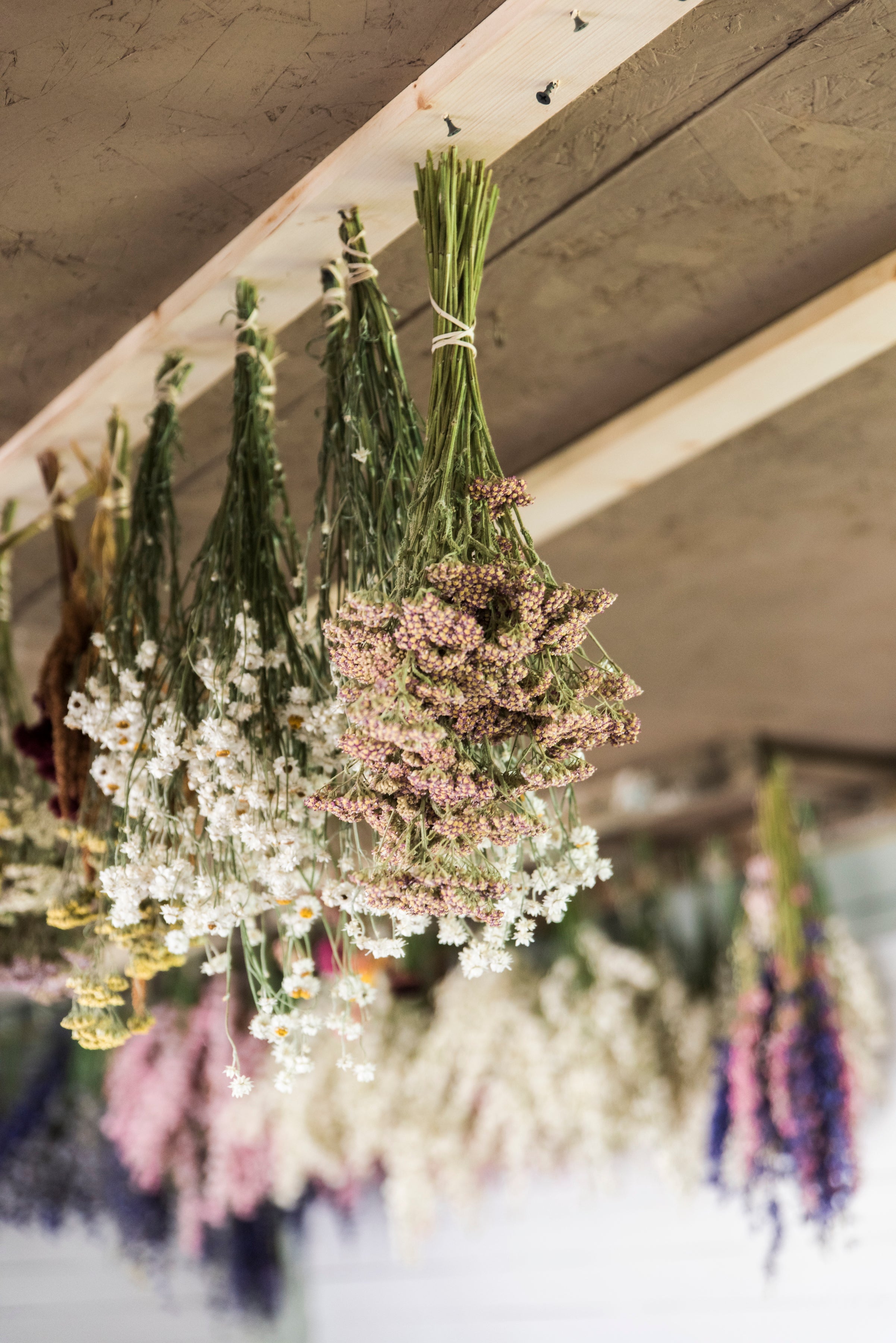 Hanging Flowers