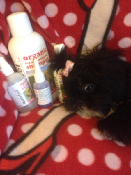 Betty the Shih tzu, winning puppy with quistel dog shampoo